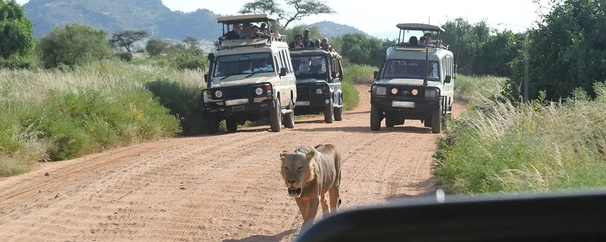 Game Drives in Uganda