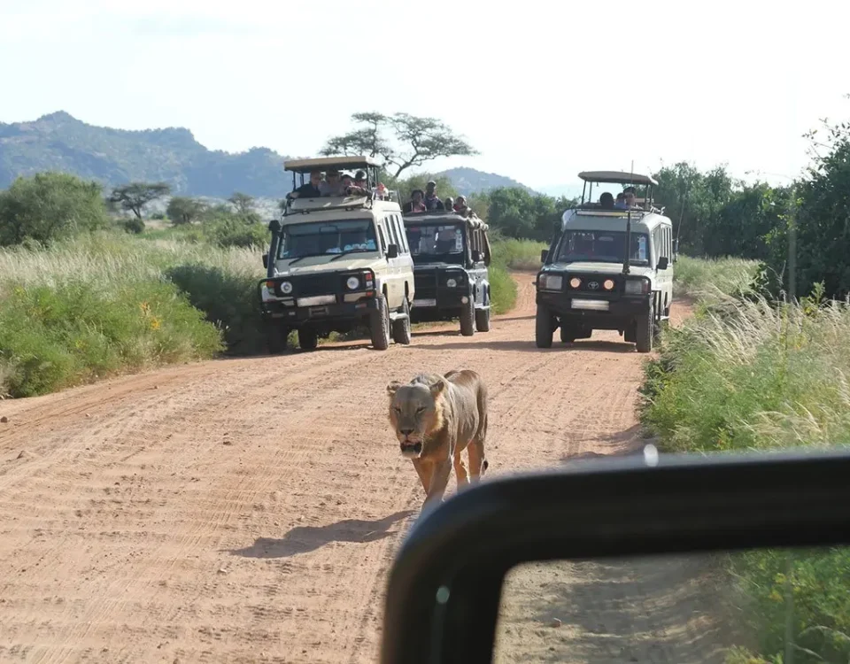 Game Drives in Uganda