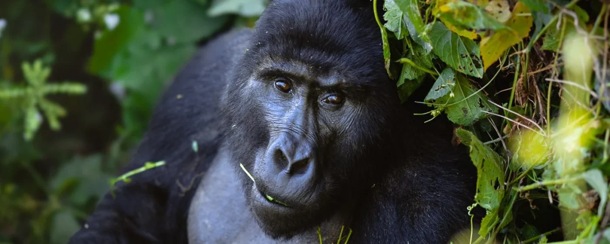 Asked Questions about Gorilla Trekking in Uganda and Rwanda