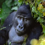 Asked Questions about Gorilla Trekking in Uganda and Rwanda