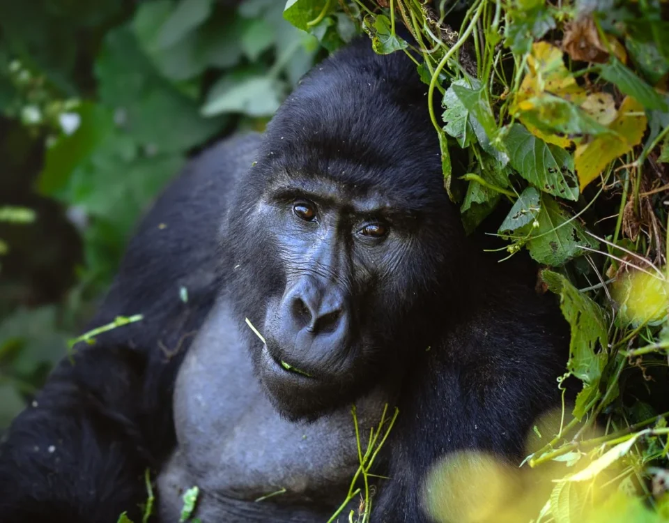 Asked Questions about Gorilla Trekking in Uganda and Rwanda