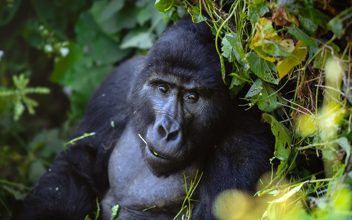 Gorilla Tracking Safaris