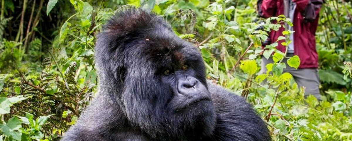 Gorilla Trekking and Wildlife Safari Group Tour in Uganda