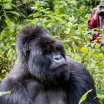 Gorilla Trekking and Wildlife Safari Group Tour in Uganda