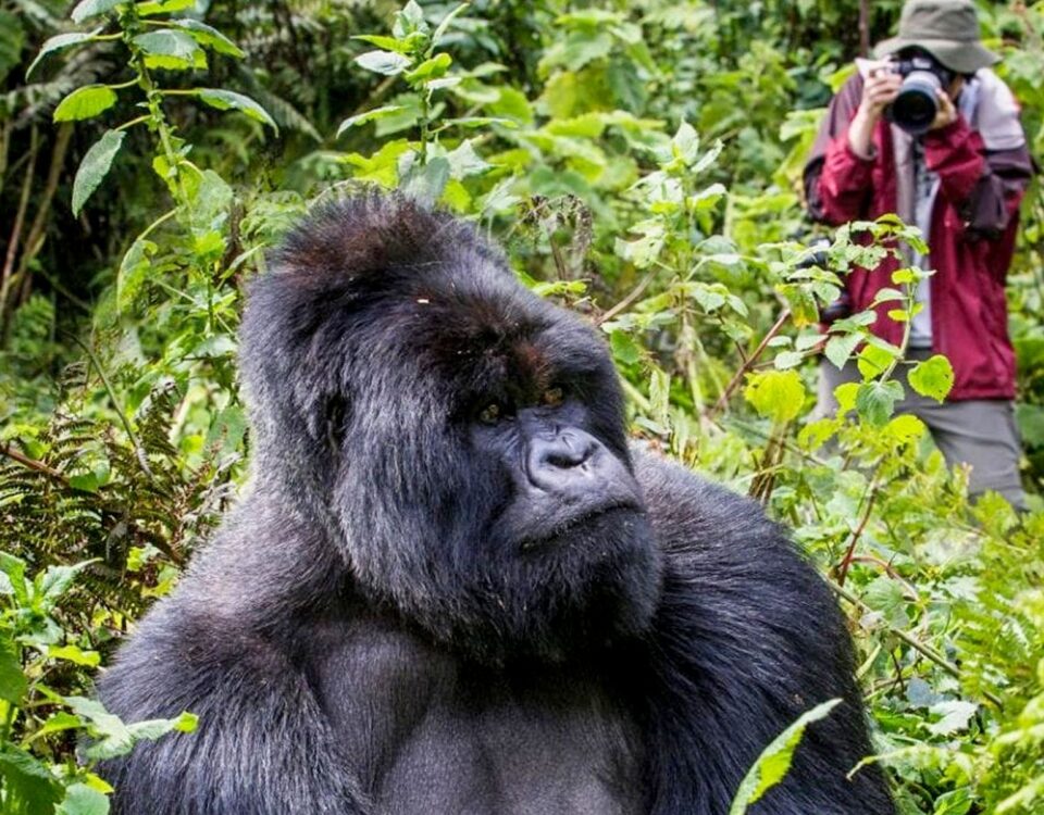 Gorilla Trekking and Wildlife Safari Group Tour in Uganda