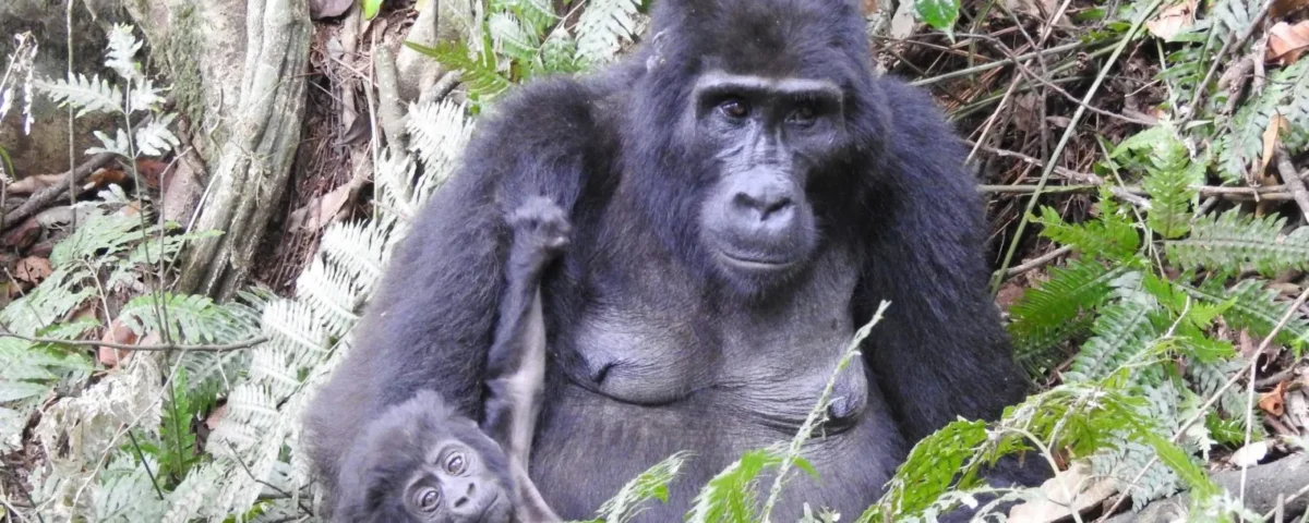 Most Asked Questions About Gorilla Habituation in Uganda
