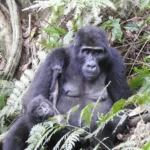 Most Asked Questions About Gorilla Habituation in Uganda