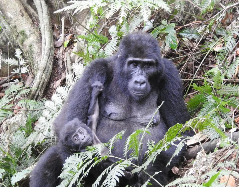 Most Asked Questions About Gorilla Habituation in Uganda