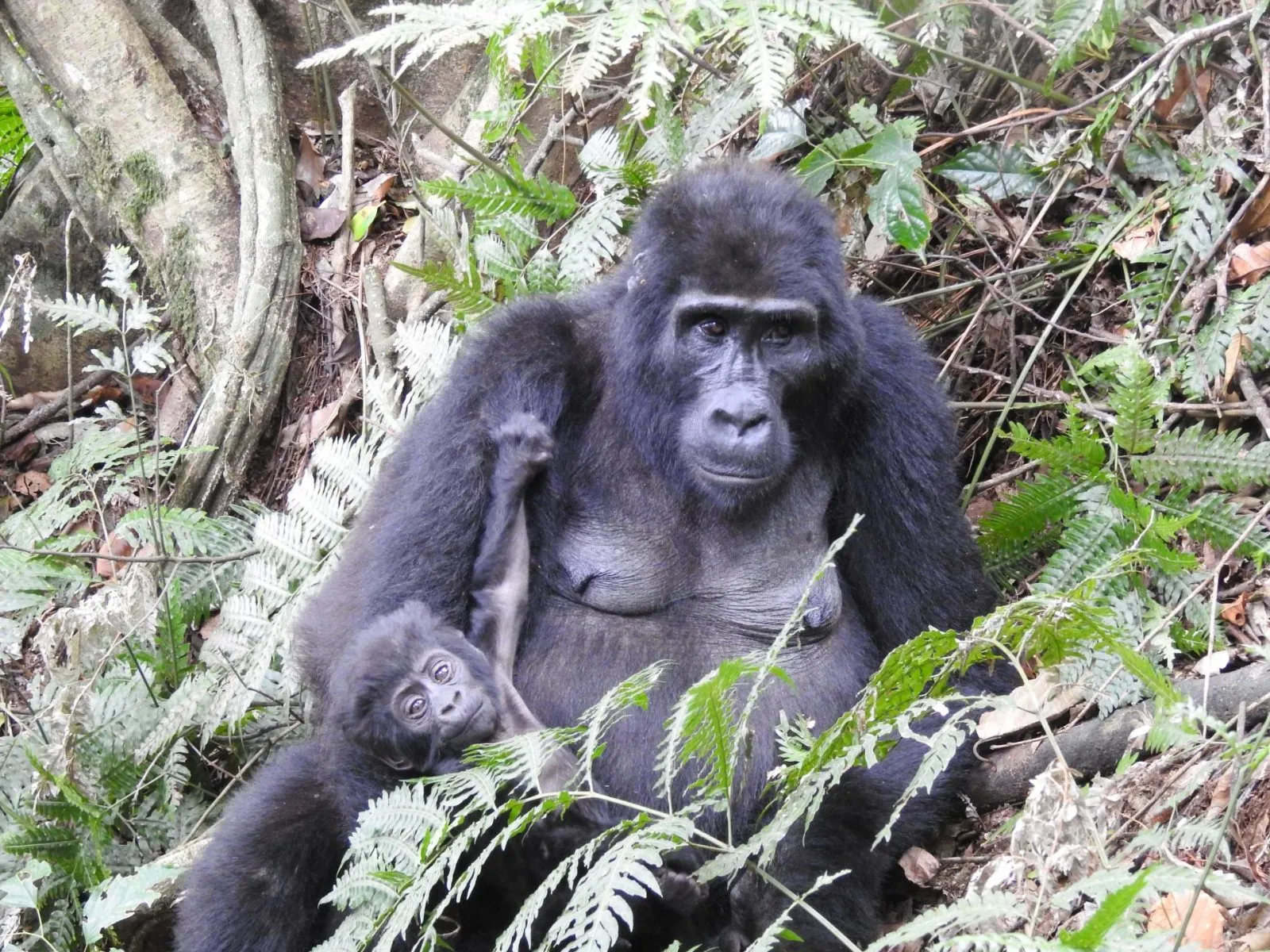 Is Gorilla Trekking Safe in Uganda and Rwanda?