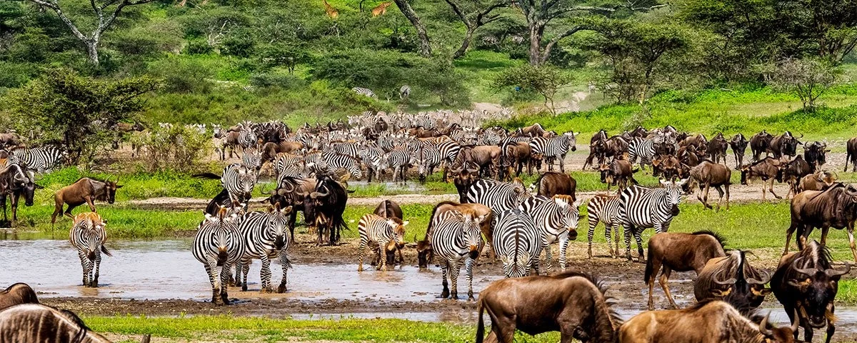 Greatest Wildebeest Migration in Tanzania and Kenya