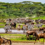 Greatest Wildebeest Migration in Tanzania and Kenya