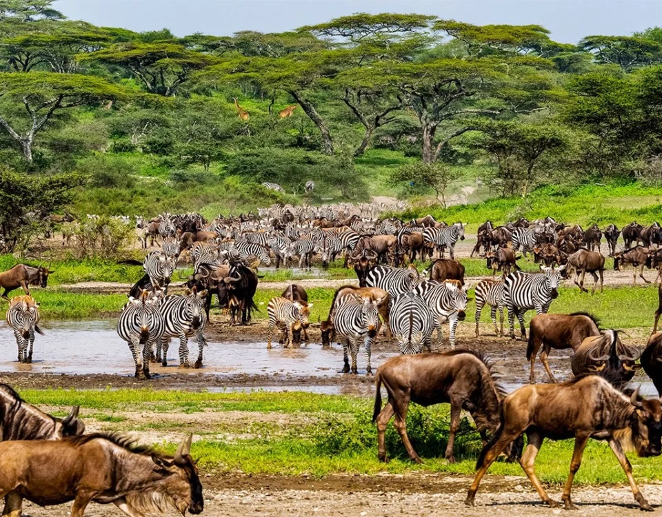Greatest Wildebeest Migration in Tanzania and Kenya