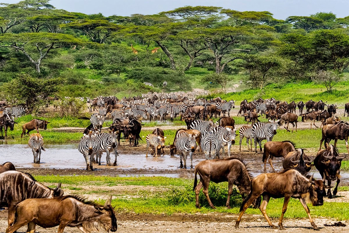 Greatest Wildebeest Migration in Tanzania and Kenya