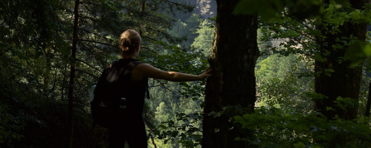 Guided Nature Walks in Bwindi Forest