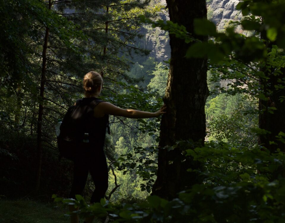 Guided Nature Walks in Bwindi Forest