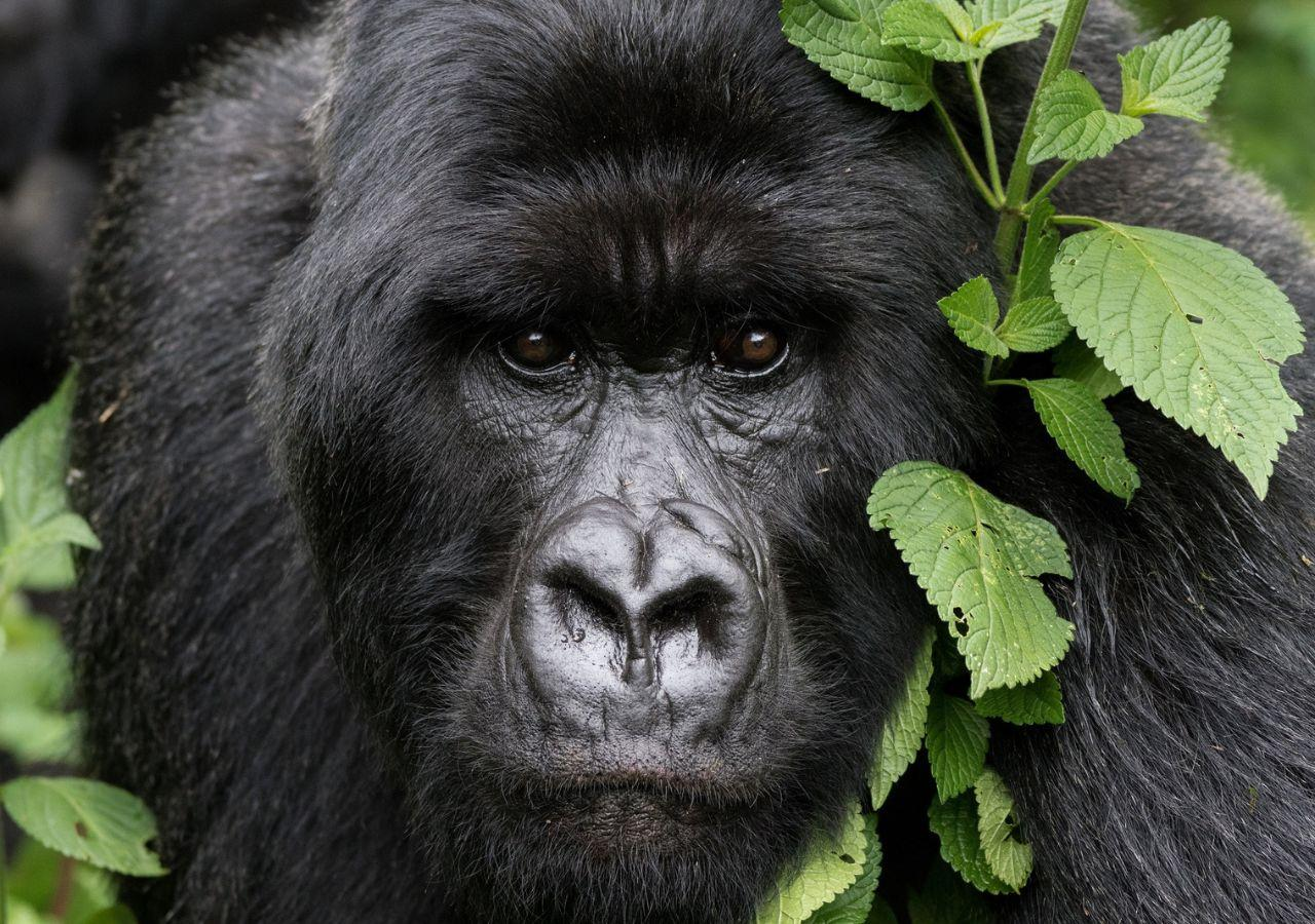11-Day Rwanda Uganda Tanzania Primate & Safari