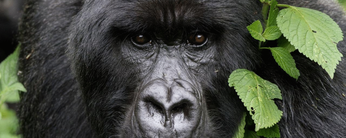 How to Spend 6 Days with Gorillas and Birding in Bwindi Impenetrable National Park