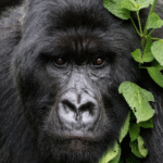 How to Spend 6 Days with Gorillas and Birding in Bwindi Impenetrable National Park