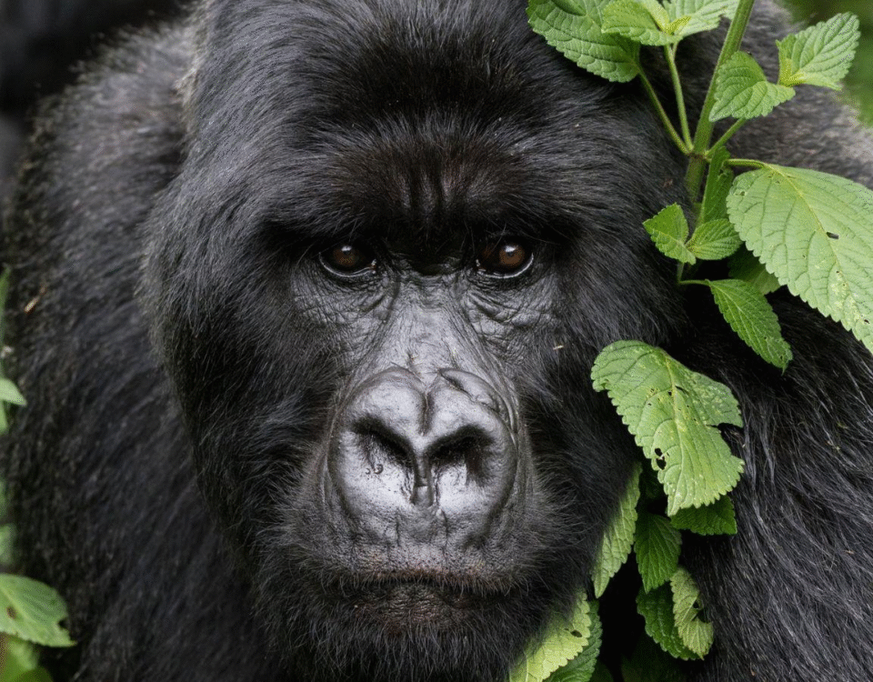 How to Spend 6 Days with Gorillas and Birding in Bwindi Impenetrable National Park