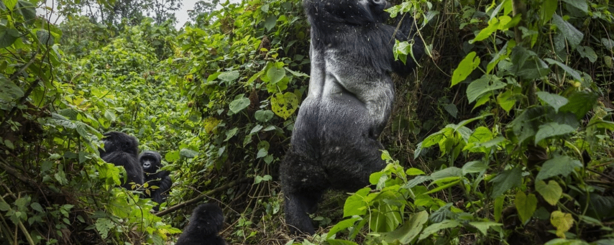 Discover the Best Tips for Organizing an Elderly Gorilla
