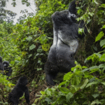 Discover the Best Tips for Organizing an Elderly Gorilla
