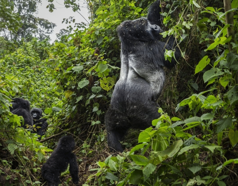Discover the Best Tips for Organizing an Elderly Gorilla