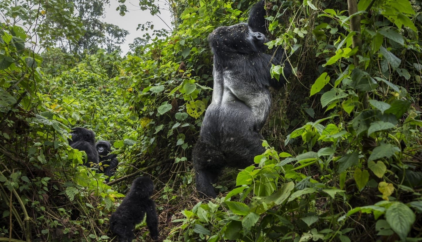 Discover the Best Tips for Organizing an Elderly Gorilla