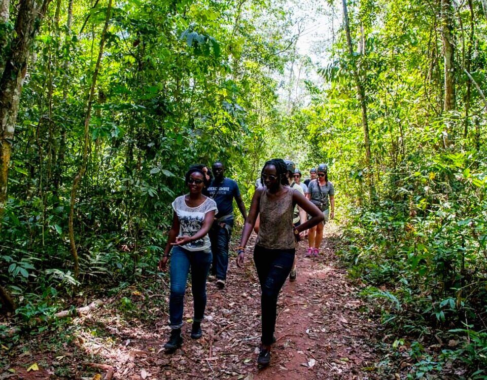 Nature Walk in Mabira Forest