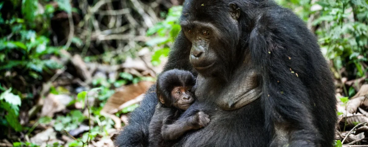 How to Plan a Rwanda Gorilla Safari from Europe?
