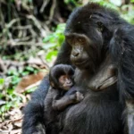 How to Plan a Rwanda Gorilla Safari from Europe?