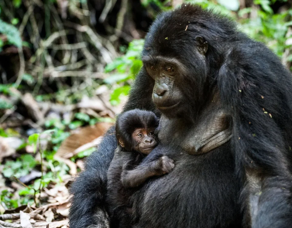 How to Plan a Rwanda Gorilla Safari from Europe?