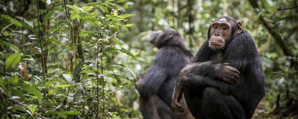 Mistakes To Avoid When Booking Chimp Habituation Permits