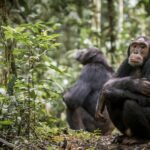 Mistakes To Avoid When Booking Chimp Habituation Permits