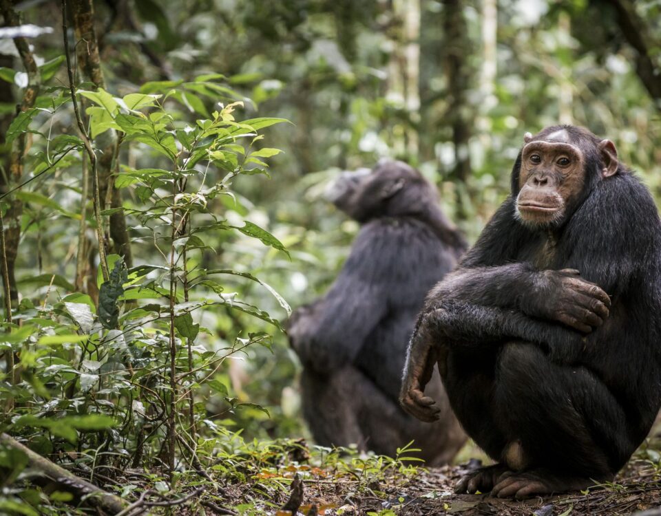 Mistakes To Avoid When Booking Chimp Habituation Permits