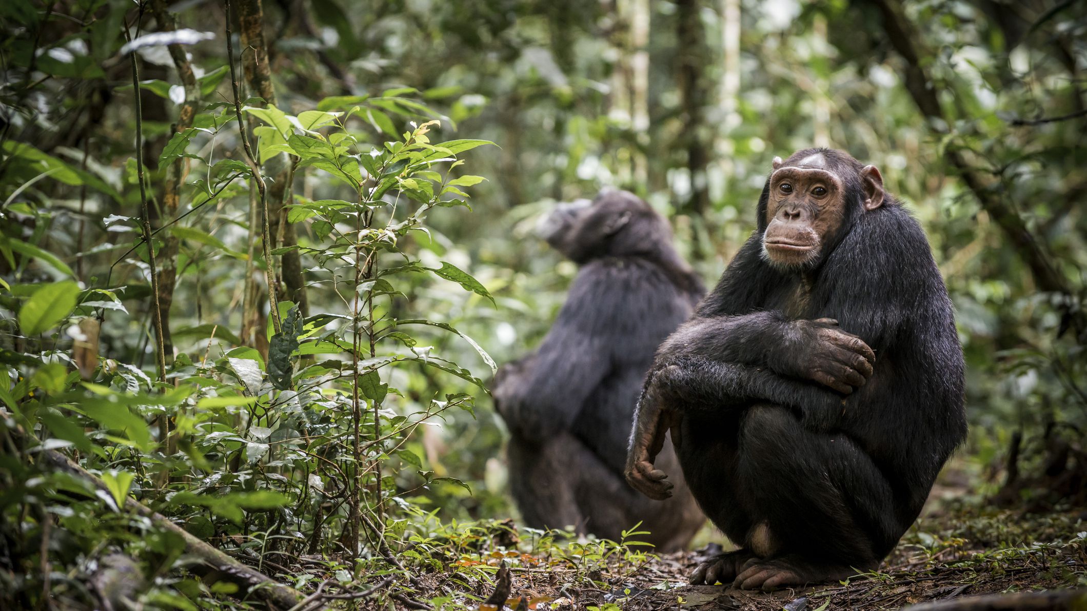  Uganda Gorilla Trekking Safari Packages and Tours 3 Days Gorilla Habituation Safari 3 Days Gorilla Trekking Tour 3 Days Uganda Fly to Bwindi 5 Days Wildlife & Gorilla Safari 7 Days Uganda Gorilla Safari 8-Day Gorilla & Wildlife Tour 9 Days Best of Uganda Safari 5 Days Gorilla & Rafting Safari Uganda 6 Days Primates Safari Tour 10 Days Birding Tour Uganda 10 Days Uganda Wildlife Tour 12 Days Uganda Wildlife Tour 13 Days Pearl of Africa Tour 15 Days Uganda Safari 18 Days Uganda Safari 21 Days Birding Uganda Safari 24 Days Best of Uganda Tour