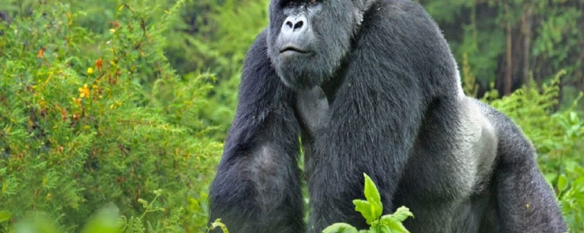 Gorilla Tracking Safaris