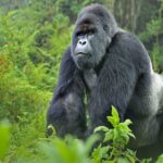 Gorilla Tracking Safaris