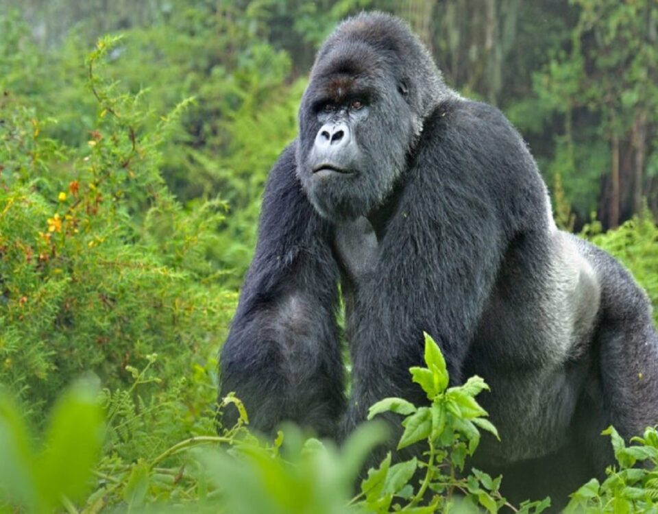 Gorilla Tracking Safaris