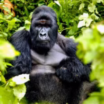 Honeymoon Gorilla Trekking and Wildlife Tour in Rwanda