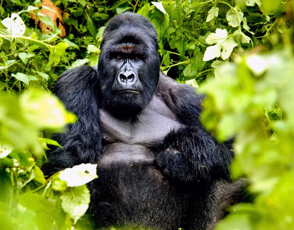 Honeymoon Gorilla Trekking and Wildlife Tour in Rwanda