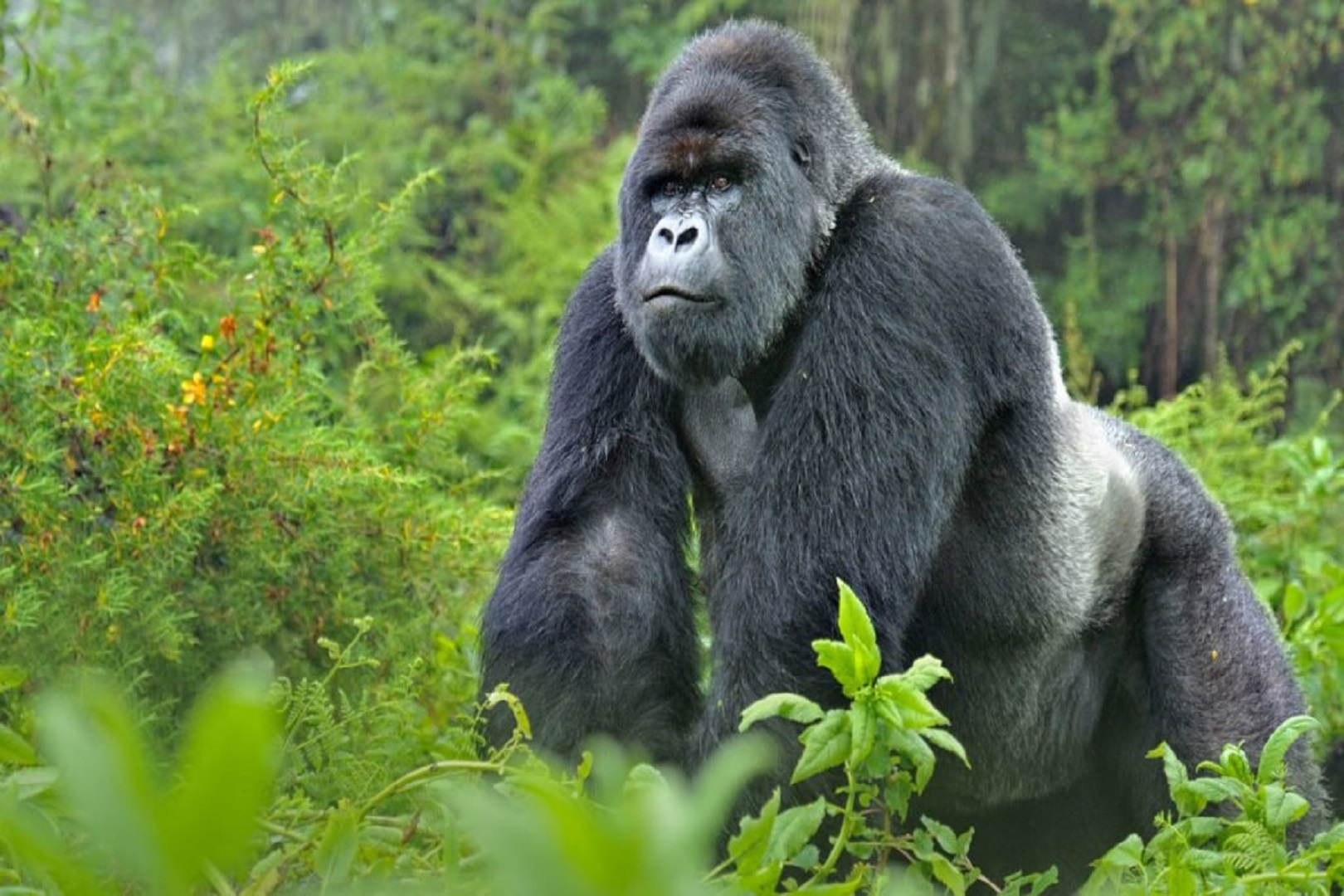 Gorilla Tracking Safaris