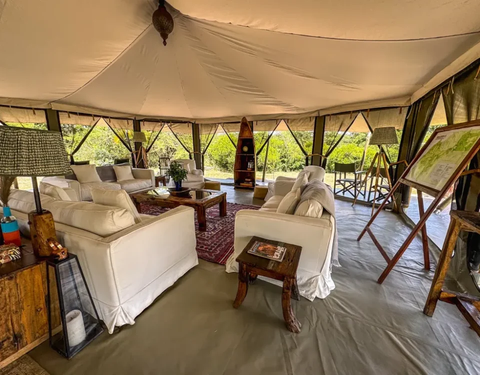 Are There Luxury and Budget Options for This Kind of Safari?
