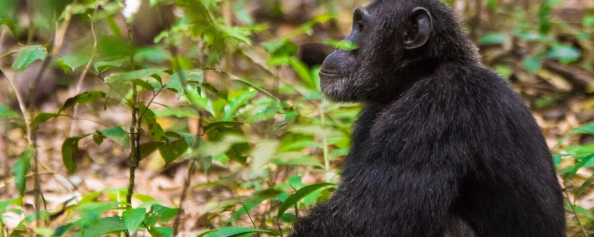Can I Do Chimpanzee Tracking Along with Gorilla and Wildlife Safaris?