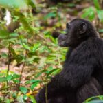Can I Do Chimpanzee Tracking Along with Gorilla and Wildlife Safaris?