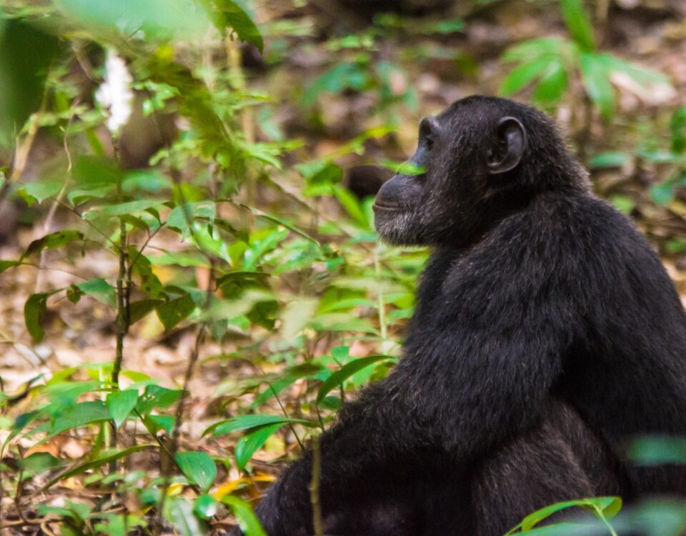 Can I Do Chimpanzee Tracking Along with Gorilla and Wildlife Safaris?
