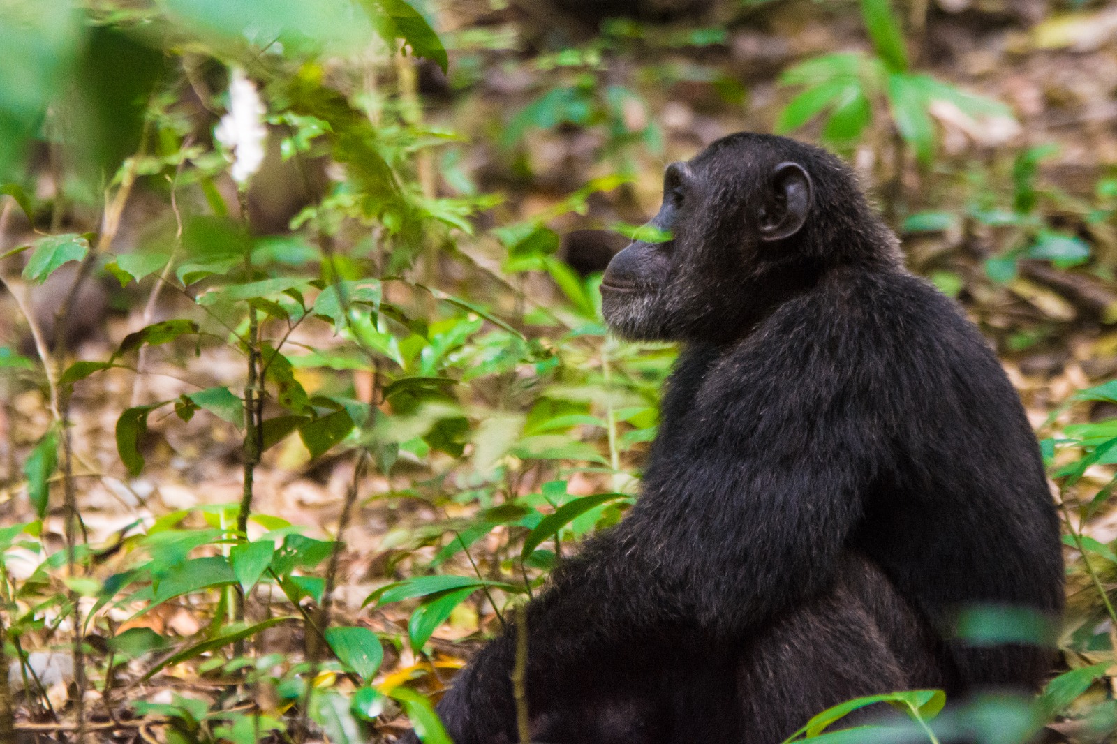 Can I Do Chimpanzee Tracking Along with Gorilla and Wildlife Safaris?