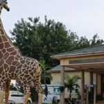 Day Trip to Entebbe Zoo 