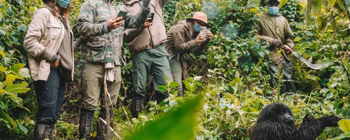 How Do I Get a Gorilla Trekking Permit, and How Much Does It Cost?