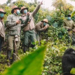 How Do I Get a Gorilla Trekking Permit, and How Much Does It Cost?