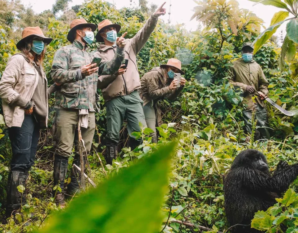 How Do I Get a Gorilla Trekking Permit, and How Much Does It Cost?